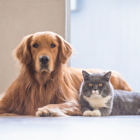 Using Homeopathic Remedies to Help Your Pet | Integrative Life